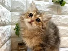 ペルシャ(チンチラ)【愛知県・男の子・2022年3月25日・チンチラゴールデン】の写真1「5/17撮影」