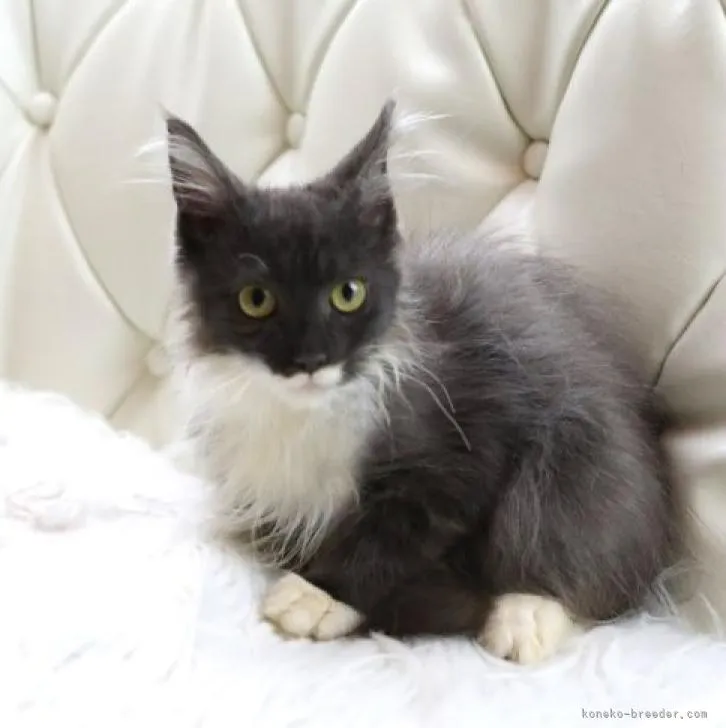 ID：2210-01829の子猫