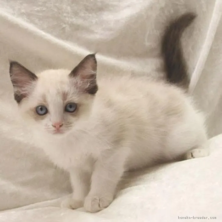 ID:2207-00879の子猫