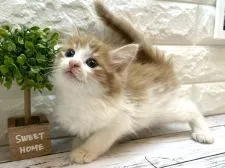 ノルウェージャンフォレストキャット【愛知県・男の子・2022年4月1日・レッドタビーアンドホワイト】の写真2「5/17撮影」