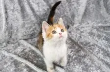 スコティッシュフォールド(立ち耳)【愛知県・女の子・2021年12月31日・ブラウントービーアンドホワイト】の写真4「2/23撮影」