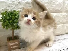 ノルウェージャンフォレストキャット【愛知県・男の子・2022年4月1日・レッドタビーアンドホワイト】の写真4「5/17撮影」