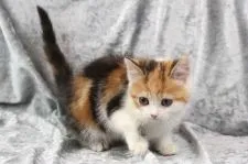 スコティッシュフォールド(立ち耳)【愛知県・女の子・2021年12月31日・ブラウントービーアンドホワイト】の写真5「2/23撮影」