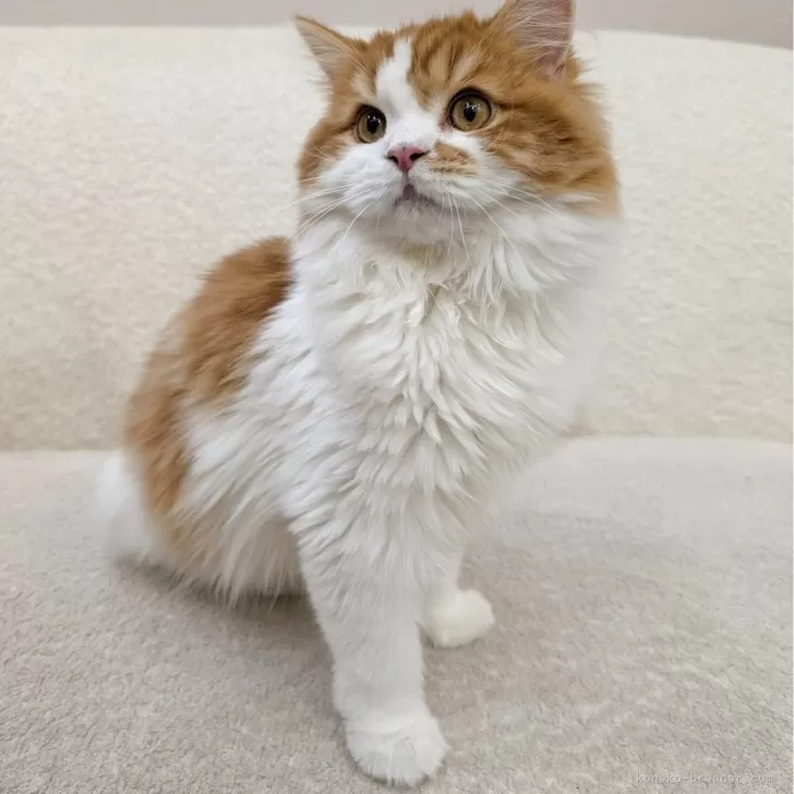 ID：2510-01537の子猫