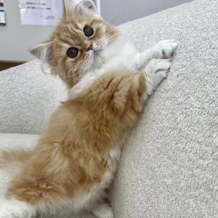 マンチカン(短足)【愛知県・男の子・2025年11月3日・クリームタビー&amp;ホワイト】の写真1