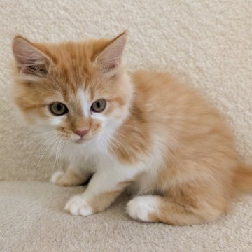 ミヌエット(長足)【愛知県・男の子・2025年8月12日・レッドタビー&ホワイト】の写真「目がきらきらのまんまるむちむちbody！」