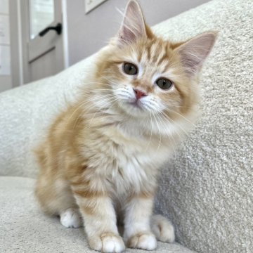 サイベリアン【愛知県・女の子・2025年11月6日・レッドタビー】の写真「色々なことに興味津々です！」