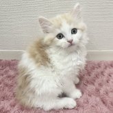 ラガマフィン