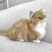 マンチカン(短足)【愛知県・男の子・2025年11月3日・クリームタビー&ホワイト】の写真2