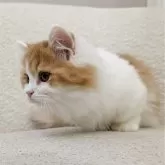 ミヌエット(短足)【愛知県・男の子・2025年7月1日・レッドタビー&ホワイト】の写真4