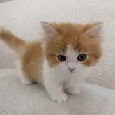 ミヌエット(短足)【愛知県・男の子・2025年10月10日・レッドタビー&ホワイト】の写真5