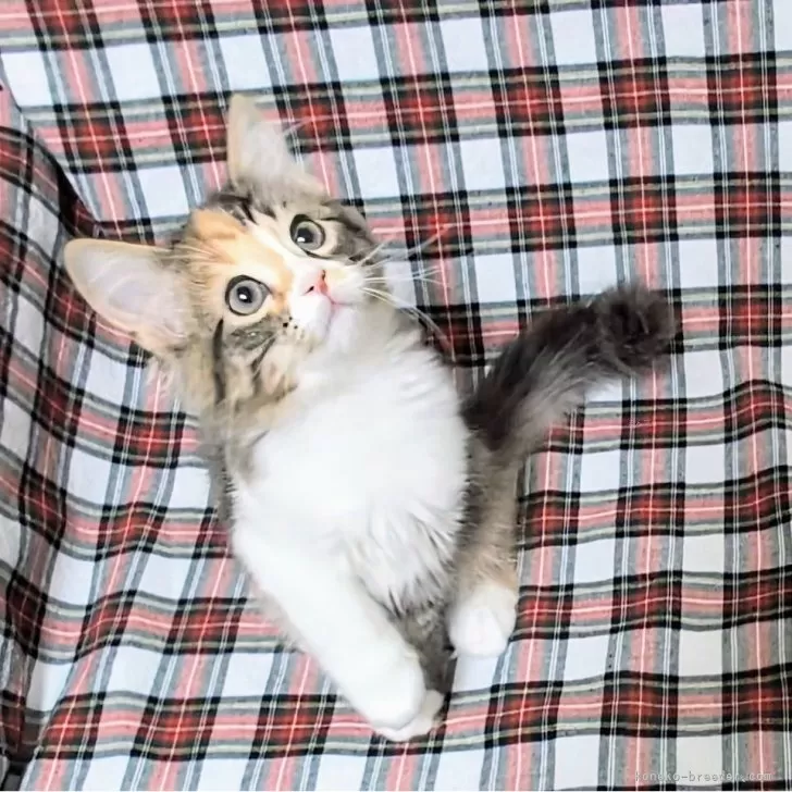 Tiromarble 様のお迎えした子猫