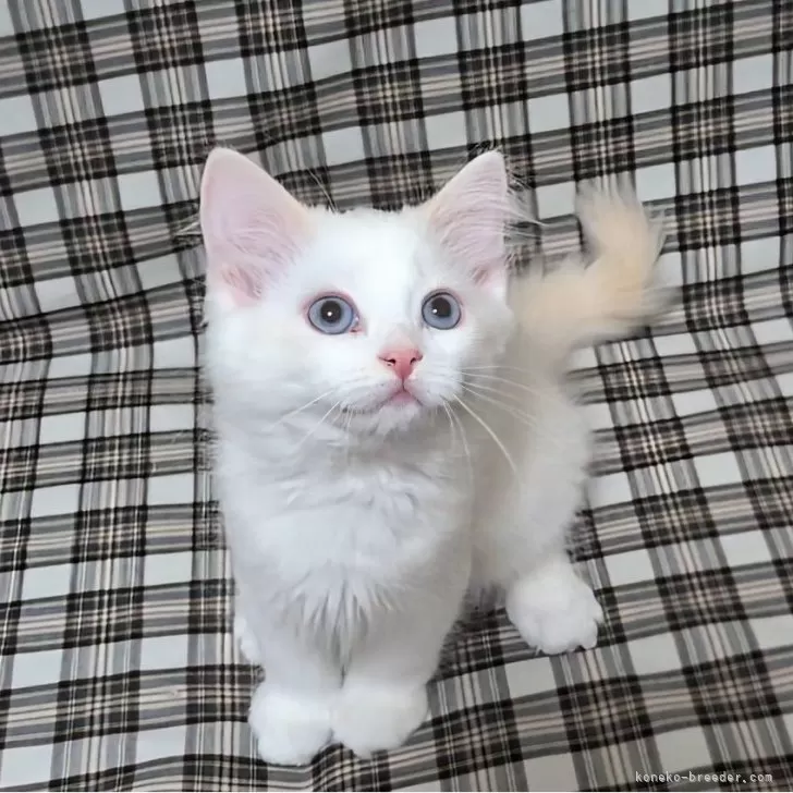 りょう 様のお迎えした子猫