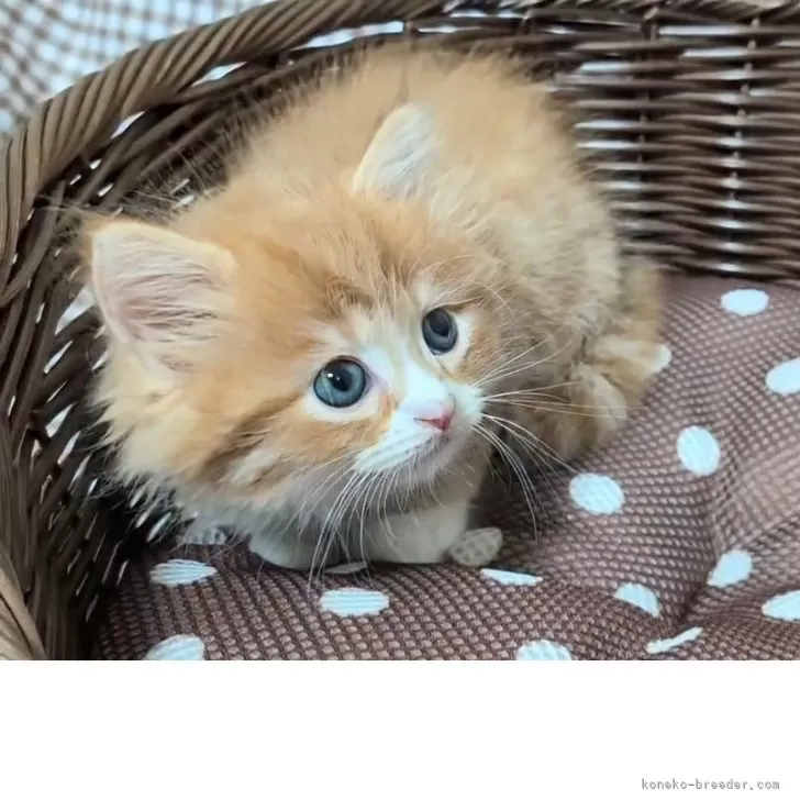 ID：2504-01806の子猫