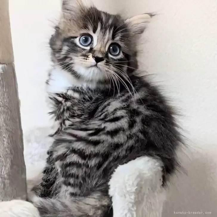 ID：2512-00805の子猫