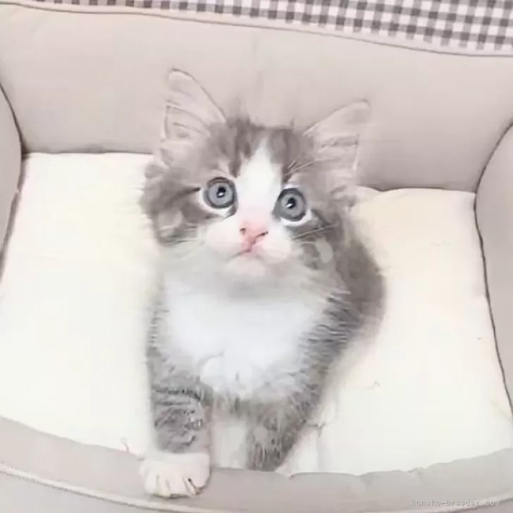 ID：2507-01835の子猫