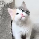 サイベリアン