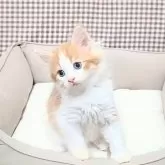 サイベリアン