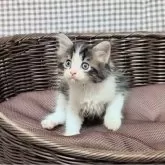 サイベリアン