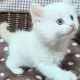 サイベリアン