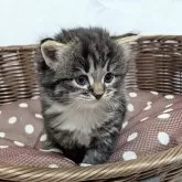 サイベリアン【兵庫県・男の子・2025年11月4日・ブラウンタビー&ホワイト】の写真3