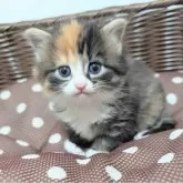 サイベリアン【兵庫県・女の子・2025年11月4日・トーティーシェル】の写真3