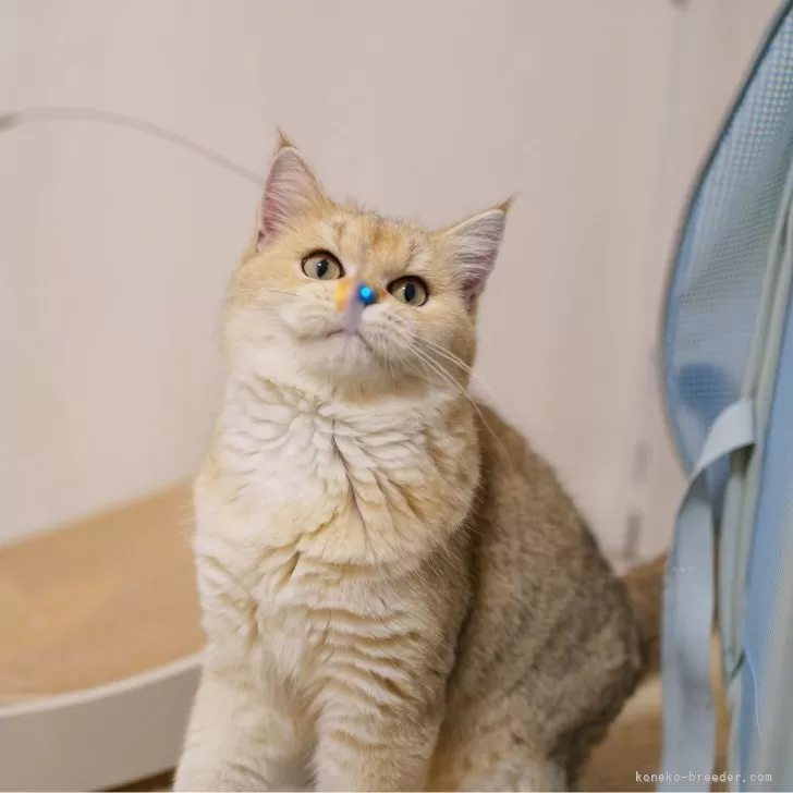 ID：2410-01348の子猫