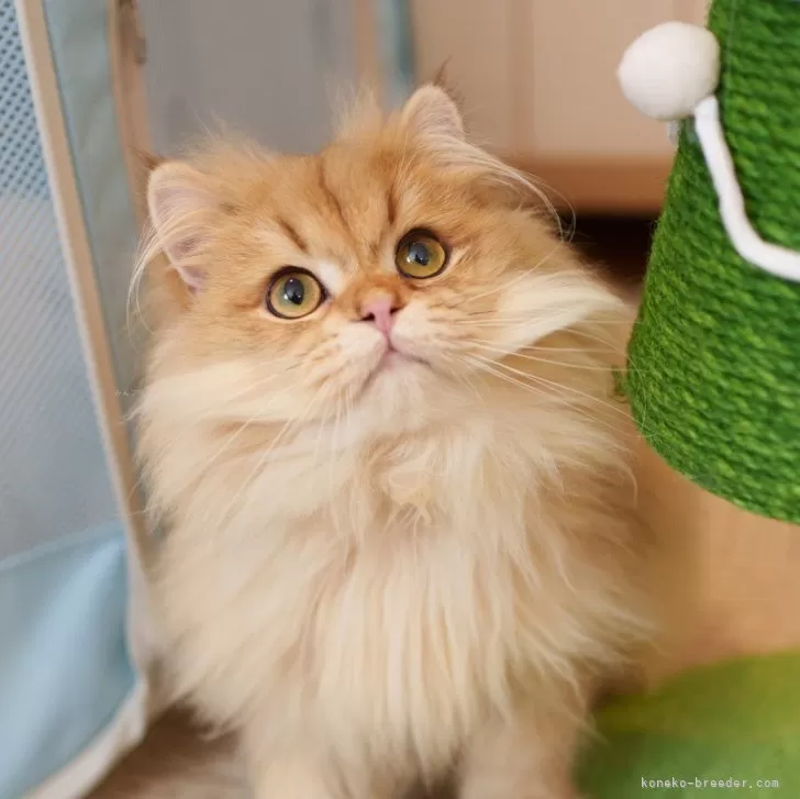 ID：2408-03054の子猫