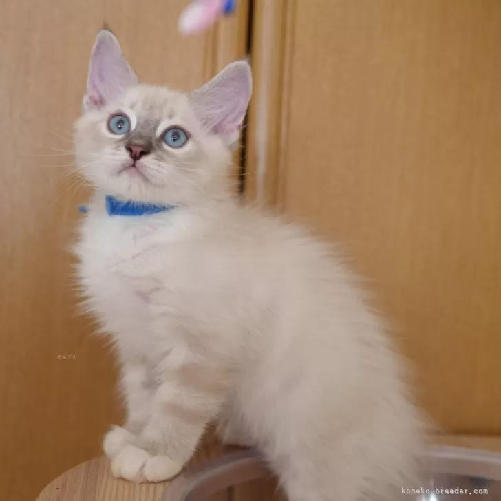 ID：2409-01410の子猫