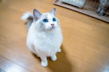 ラグドール【・女の子・2021年2月14日・ブルーポイントバイカラ】