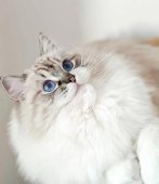 ラグドール【・男の子・2023年1月18日・シールリンクスポイント】