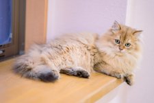 ブリティッシュロングヘア【・男の子・2022年5月3日・チョコレートゴールデン】