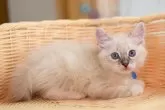 ラグドール【大阪府・男の子・2024年7月16日・ブルーリンクスポイント】の写真4