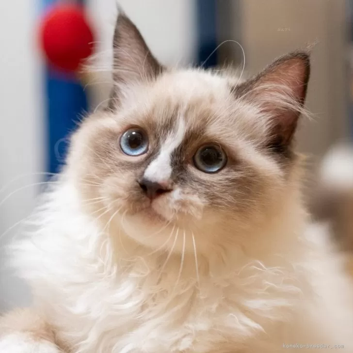 ラグドール【大阪府・女の子・2025年6月20日・シールポイントバイカラー】の写真1