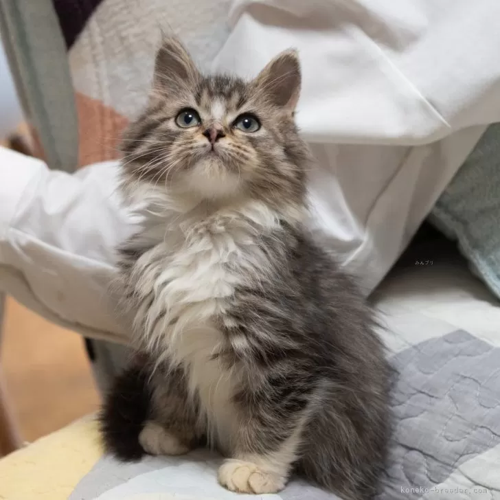 ID：2512-00835の子猫