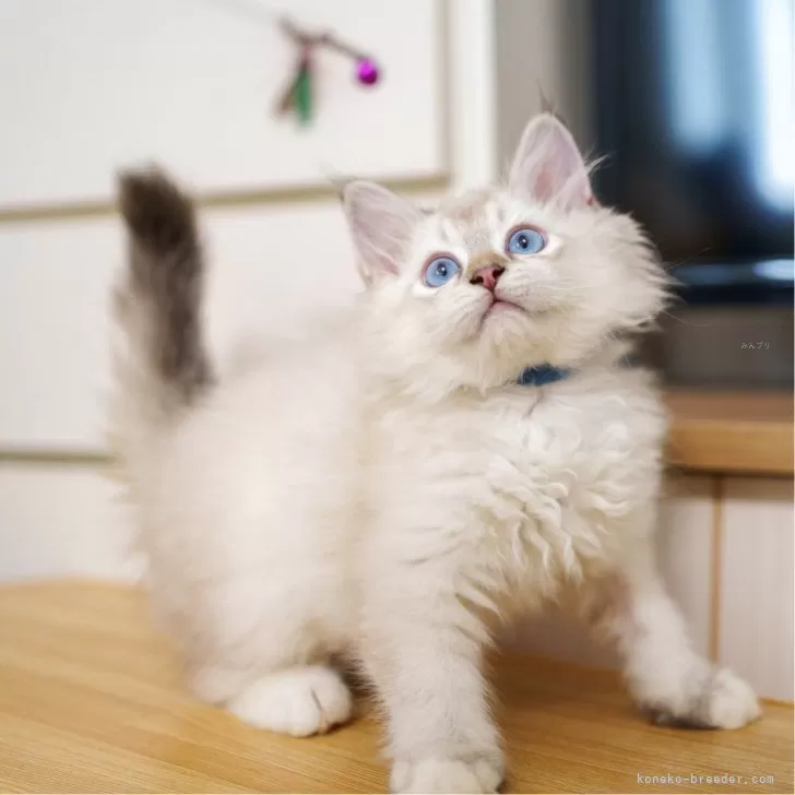 ID:2506-01629の子猫