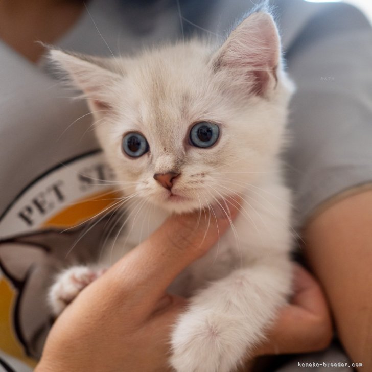 ブリーダー画像