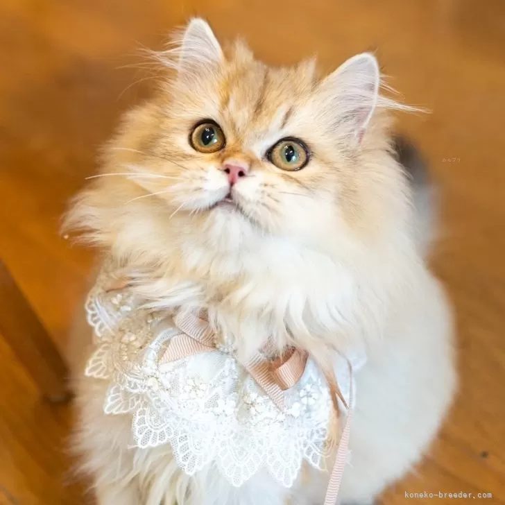 ブリティッシュショートヘア【大阪府・女の子・2025年5月8日・ゴールデンシェーデッド】の写真1「めっちゃ可愛い顔！！」