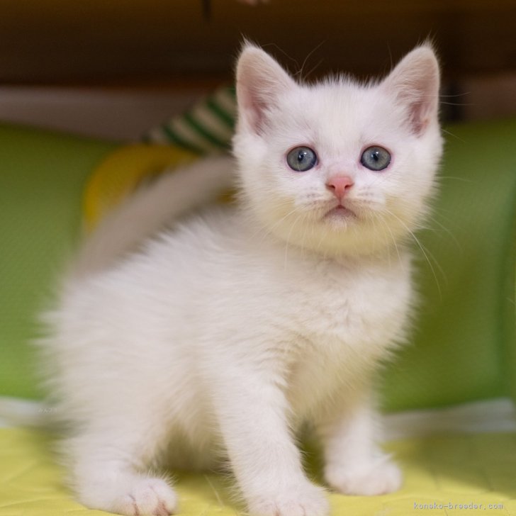 ブリーダー画像