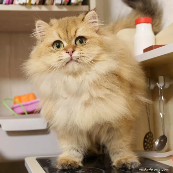 ID:2408-03080の子猫