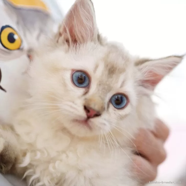 S.M 様のお迎えした子猫