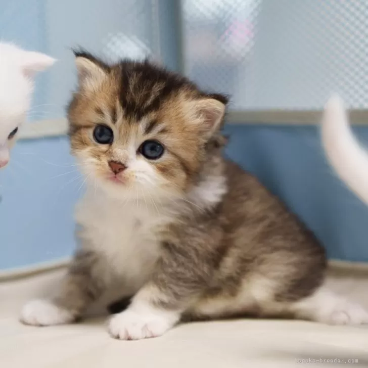 Y.S 様のお迎えした子猫