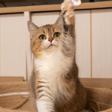 ブリティッシュショートヘア【大阪府・女の子・2025年5月8日・ゴールデンシェーデッド&ホワイト】の写真「白靴下×ほんわか癒し系女子」