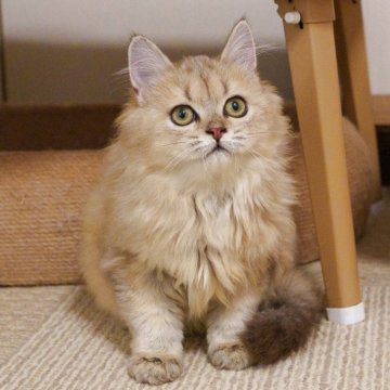 ブリティッシュロングヘア【大阪府・女の子・2025年5月10日・ゴールデンシェーデッド】の写真「ふわふわ黄金色の毛並みが魅力」