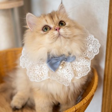 ブリティッシュショートヘア【大阪府・女の子・2025年5月8日・チンチラゴールデン(ロング)】の写真「性格も見た目も定着❤️理想の猫とすぐに暮らそう」