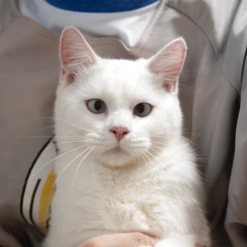 サイベリアン&ブリティッシュショットヘア【大阪府・男の子・2025年3月9日・ホワイト】の写真「手育ちの甘えん坊、純白ブルーの瞳」