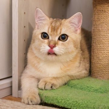 ブリティッシュショートヘア【大阪府・男の子・2025年5月8日・ゴールデンシェーデッド】の写真「性格も見た目も定着❤️理想の猫とすぐに暮らそう」