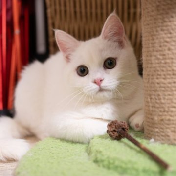 ブリティッシュショートヘア【大阪府・男の子・2025年8月26日・ホワイト】の写真「穏やかで遊び大好き」