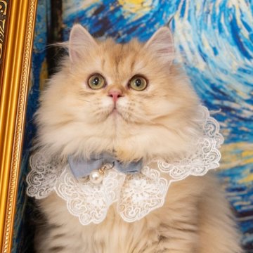 ブリティッシュショートヘア【大阪府・女の子・2025年5月8日・チンチラゴールデン(ロング)】の写真「ぬいぐるみみたいなふわふわ猫ちゃん」