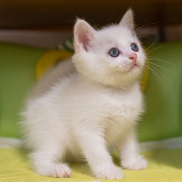 ブリティッシュショートヘア【大阪府・男の子・2025年8月26日・ホワイト】の写真「穏やかで遊び大好き」